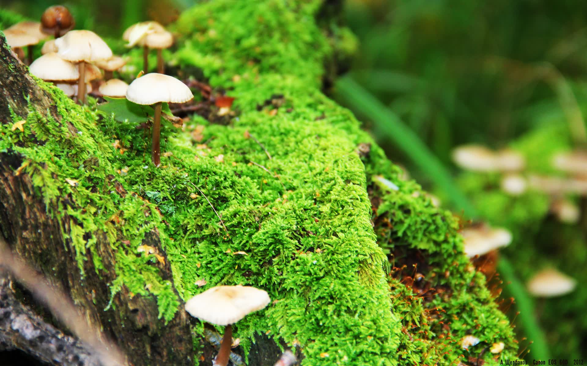 世界体操单项赛优秀裁判员评选结果公布，世界体操冠军男子